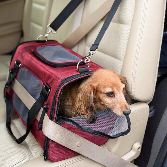 How to Choose the Right Dog Carrier