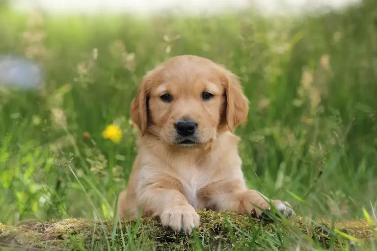 How do you understand a puppy's behavior?