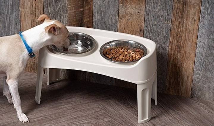 Pros and Cons of Elevated Dog Bowls