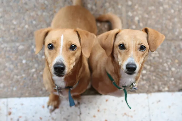 Training vs. Behavior Modification: What Your Dog Needs