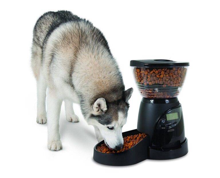 The Perks of Automatic Dog Feeders