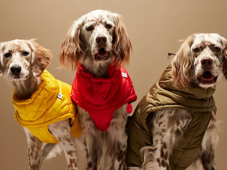 Top Pet Fashion Trends 2021