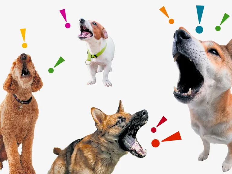 Why Do Dogs Bark? Breaking Down Common Dog Vocalizations