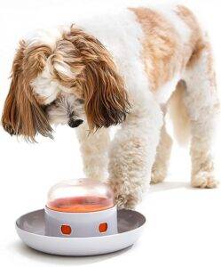 612smYWTlHL._AC_UF1000,1000_QL80_ Why Dog Feeders Make Mealtime Marvelous