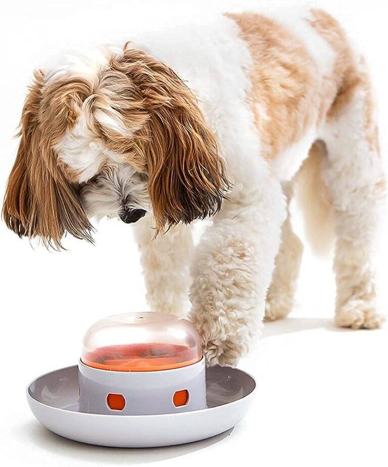 Why Dog Feeders Make Mealtime Marvelous