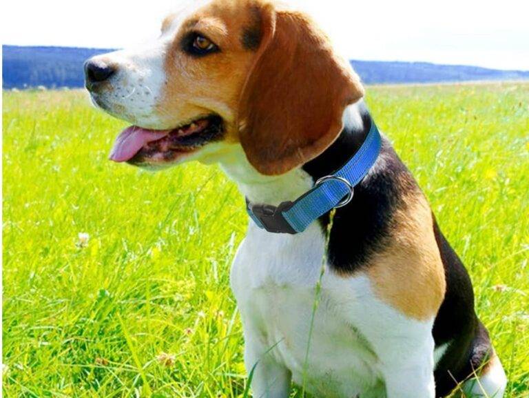 Tips for Keeping Your Dog Comfortable with a Tracker Collar