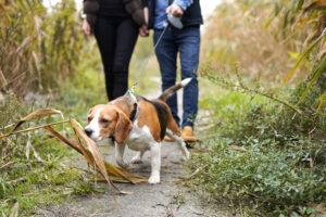 Is a Retractable Dog Leash Safe for Training and Walks