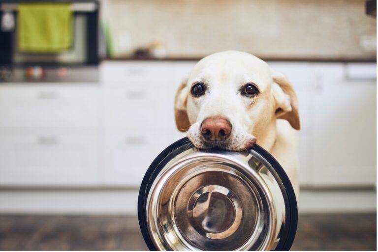 How to Choose the Ideal Dog Bowl for Your Furry Friend