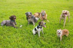 Dog Park Etiquette: How to Ensure Safe and Friendly Play