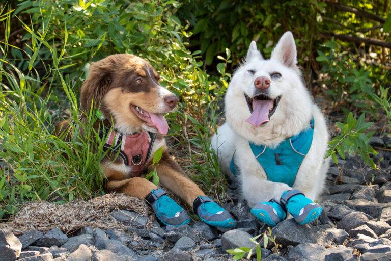 Choosing the Right Dog Shoes: A Guide for Pet Owners