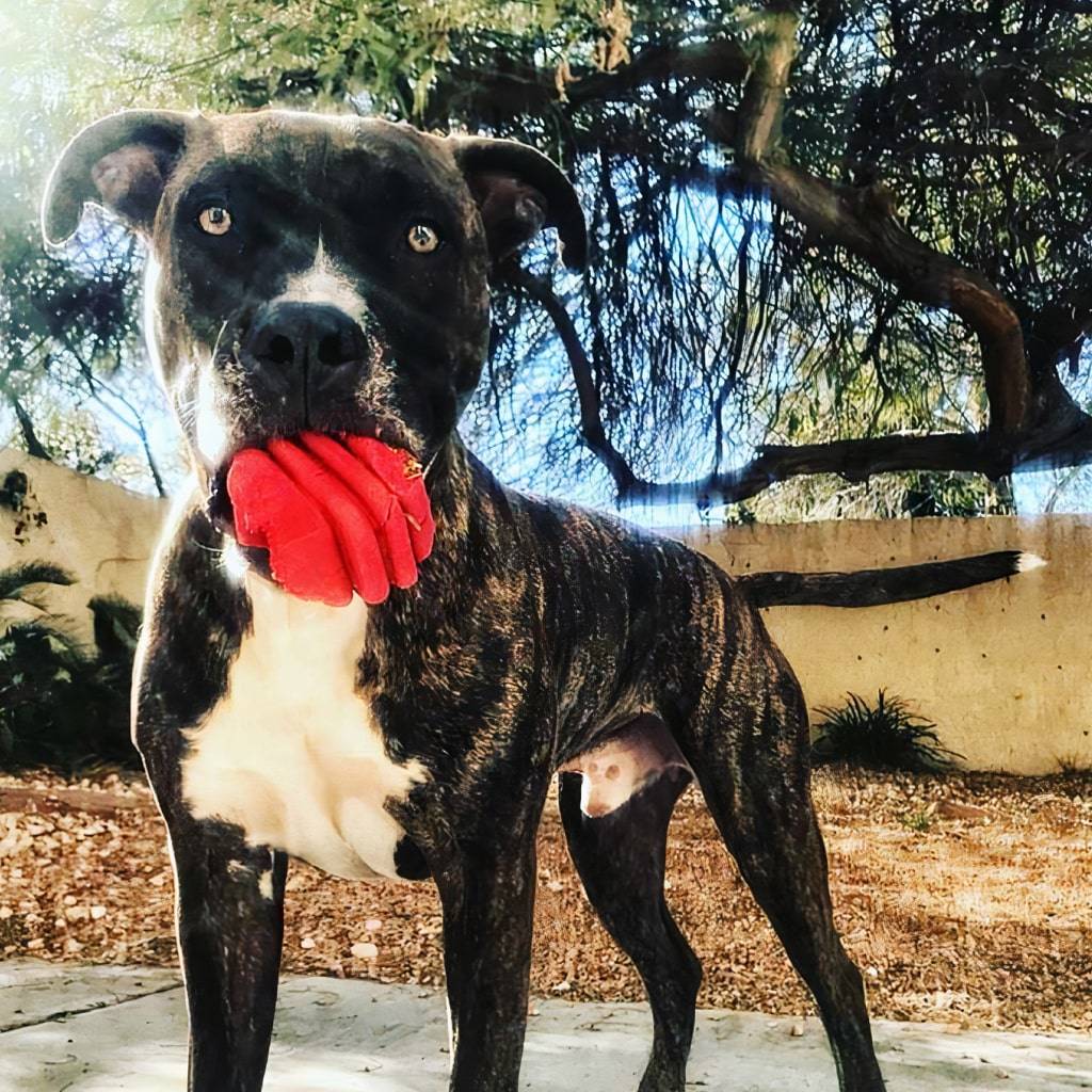 Heart on a String – Reward Ball Dog Toys Pet Products Heart on a String - Reward Ball Dog Toys Pet Products