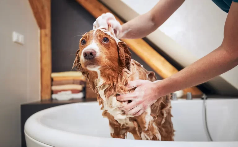 How Often Should You Bathe a Dog?