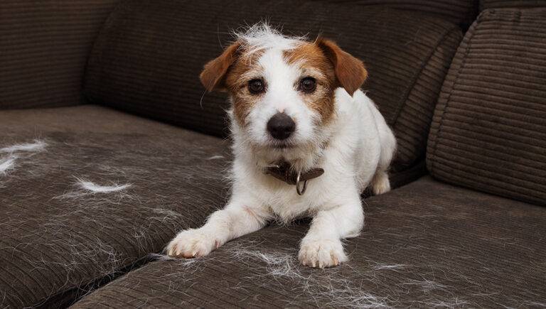 How do I stop my dogs hair from shedding