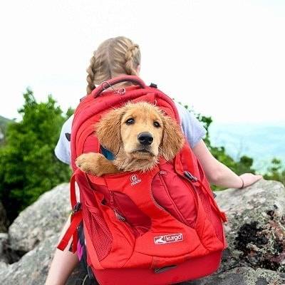A Guide to Choosing Dog-Friendly Hiking Backpacks
