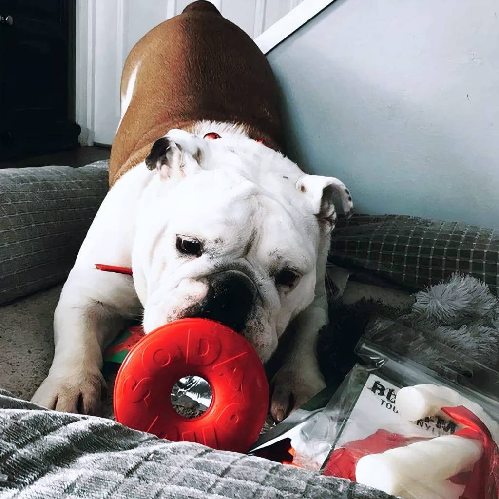 Life Saver – Chew Toy Dog Toys Life Saver - Chew Toy Dog Toys