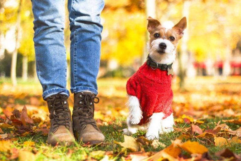Why Your Furry Friend Needs Dog Clothing: More Than Just Fashion