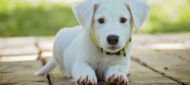 Your Dog Collar Training Guide