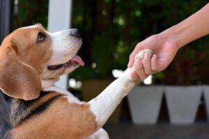 Positive Reinforcement: Transforming Your Dog’s Behavior