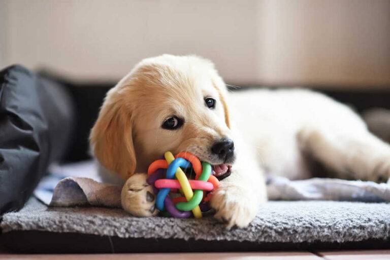 How to Choose Dog Toys That Match Your Pup's Play Style