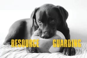Resource Guarding in Dogs: How to Manage and Prevent It
