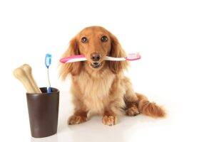 Should I Brush My Dog's Teeth