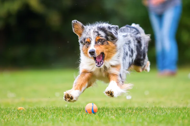 The Importance of Exercise in Your Dog’s Behavior