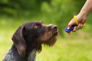 The Science Behind Dog Behavior: Instincts vs. Training