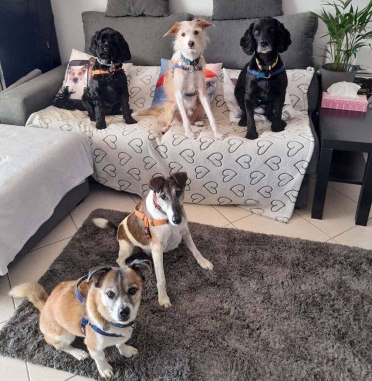 Living in a Multi-Dog Household: Tips for Harmony.