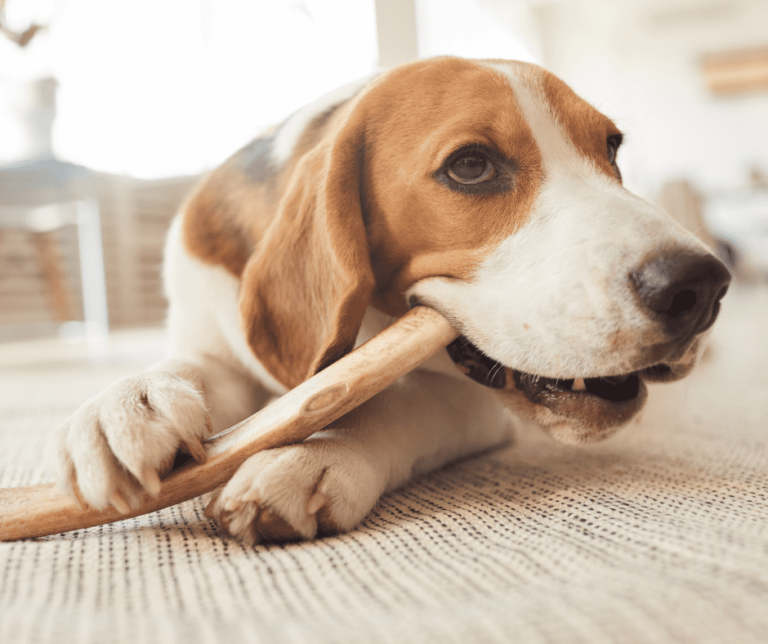 Mental Stimulation for a Happy Hound