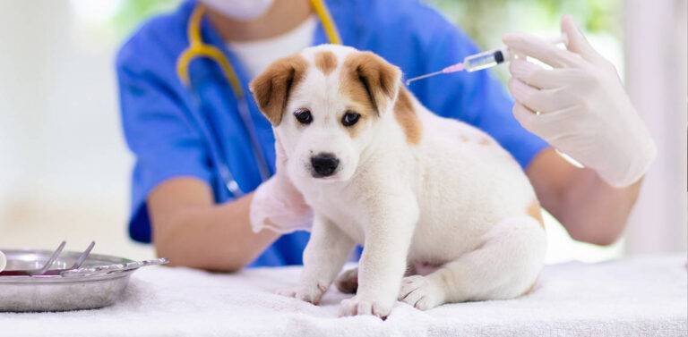 What Vaccinations Should My Dog Have