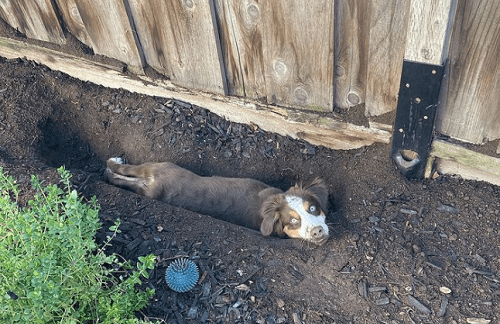 Why Do Dogs Dig? Unearthing the Instincts and Solutions