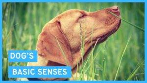 Your Dog’s Senses: How They Shape Behavior