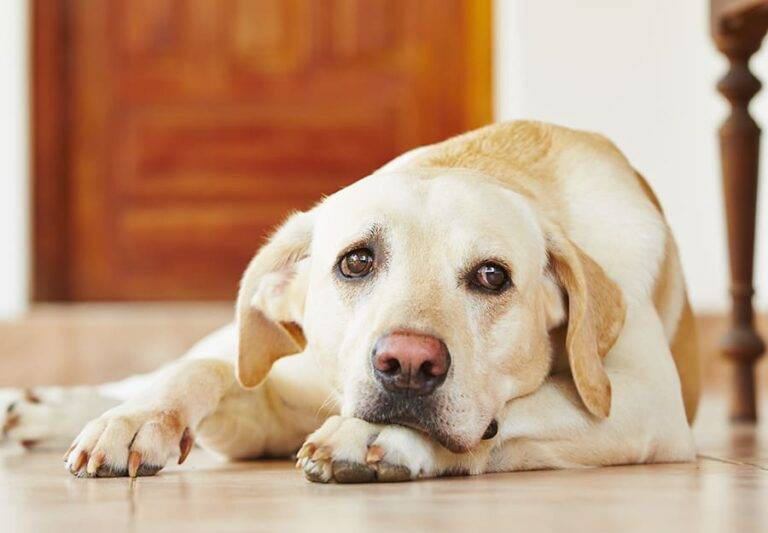 Boredom in Dogs: How to Recognize and Alleviate It