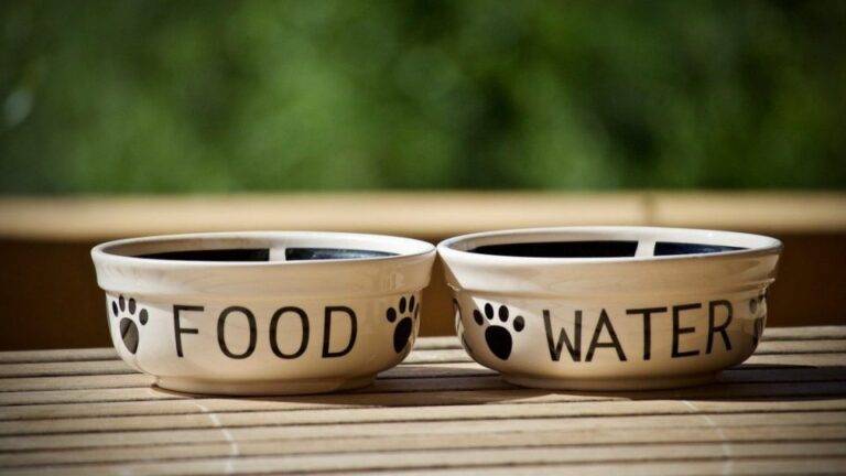 Why Dog Bowls Matter: Making Mealtime a Tail-Wagging Treat"