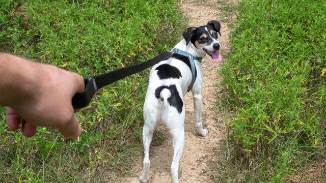How to Walk a Dog that Pulls on the Leash |