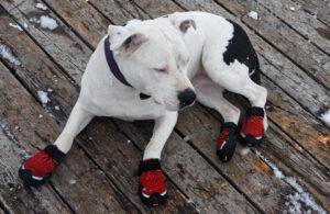 Training Your Dog to Rock Shoes with Ease Training Your Dog to Rock Shoes with Ease