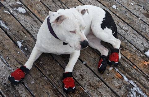 Training Your Dog to Rock Shoes with Ease
