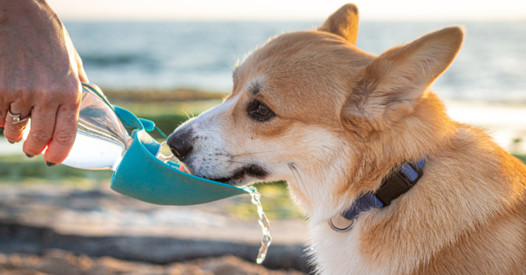 How to Choose the Best Water Bowl for Your Beloved Pup