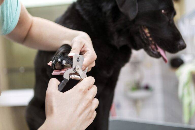 What are the best clippers for dog nails
