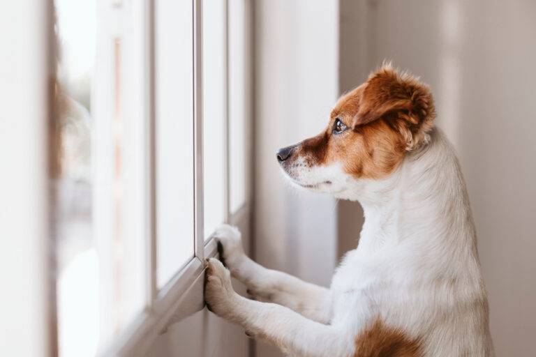 5 Tips To Help Dog Separation Anxiety