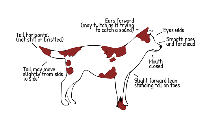 Reading Dog Body Language: A Guide for Dog Owners