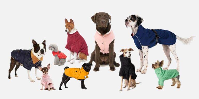 Your Guide to Stylish Seasonal Dog Fashion