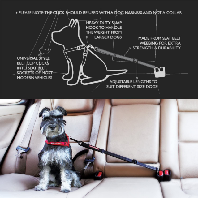 Dog Seat Belts - Should Dogs Wear Them