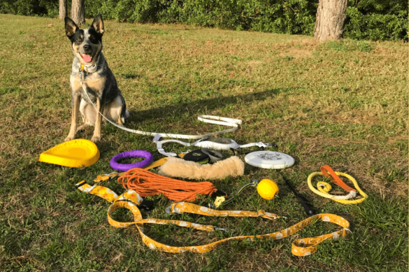 Unlocking Your Dog's Potential: The Significance of Dog Training Aids