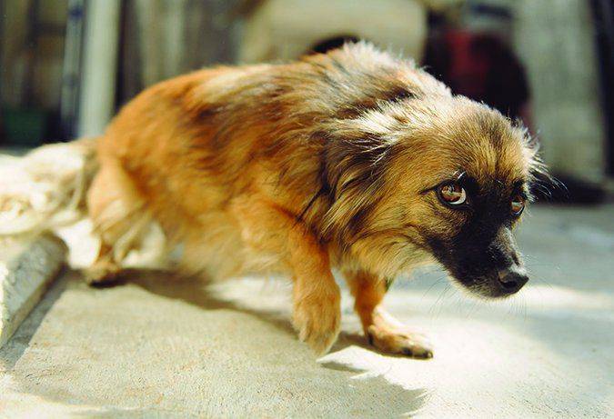 Understanding Fear-Based Aggression in Dogs