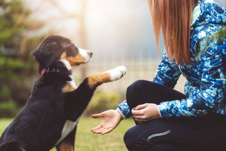Training Made Tail-Wagging: Effective Dog Training Aids for Well-Behaved Pups