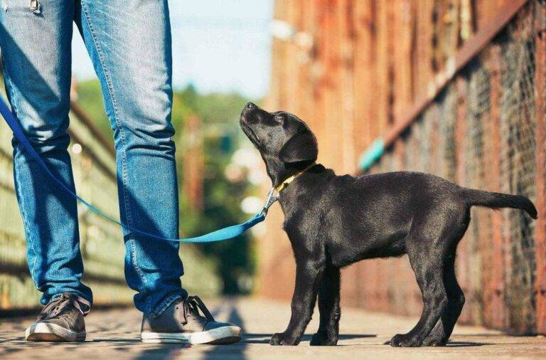 How Do I Choose the Right Dog Leash for My Pet