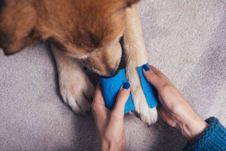 Understanding Foot Pad Injuries in Dogs: Symptoms and Care