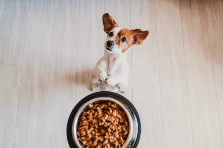 Mastering the Art of Transitioning to Adult Dog Food