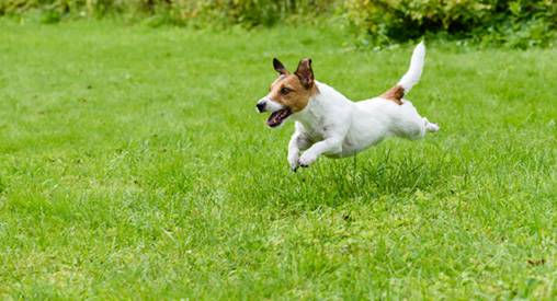 What does it mean when a dog gets zoomies?
